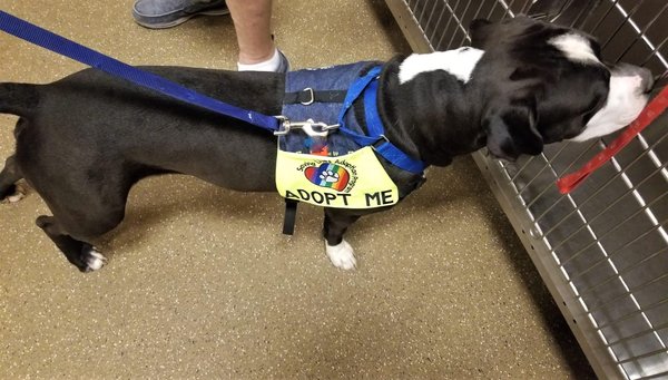 Le voyage d'un animal de refuge à la maison