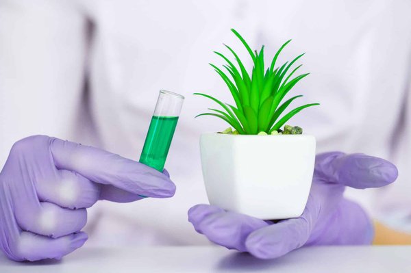 Plante thérapeutique : une place à mettre en avant dans votre quotidien