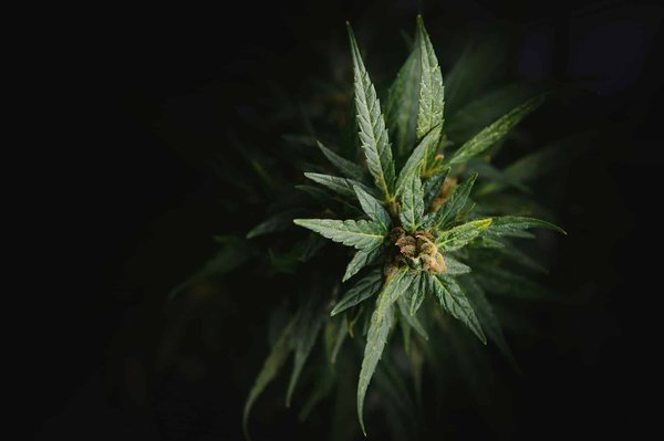 Moonrock cbd : faire un choix entre la fleur et la résine